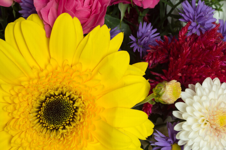 Bilder Blumen Frick