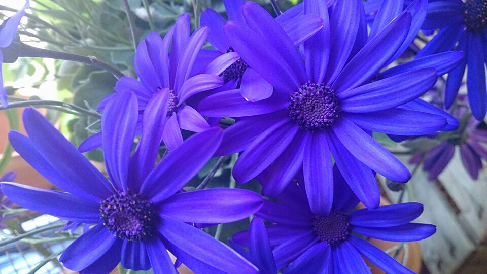 Bilder Blumen Frick