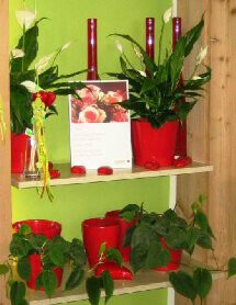 Bilder Blumen Frick
