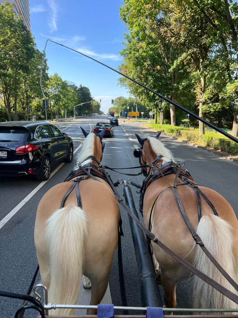Bilder Claudia Christoph Pferdebetrieb FN - Fahrschule FN**