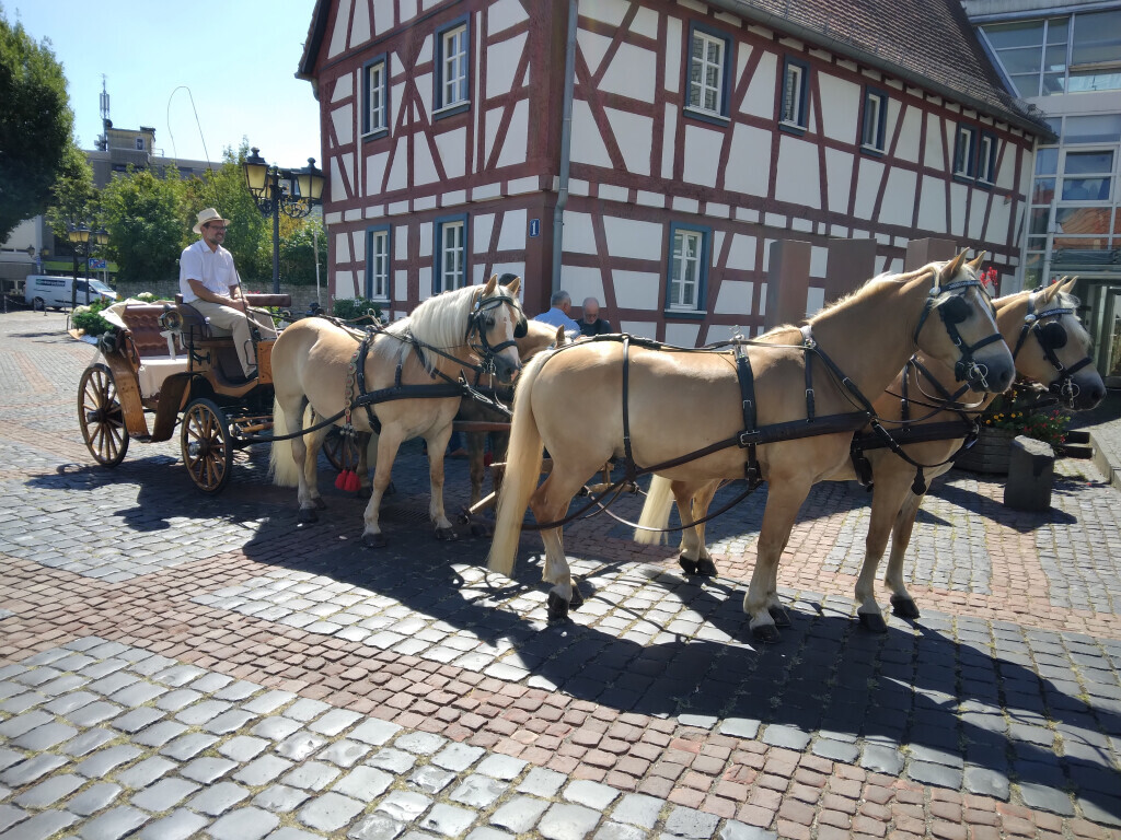 Bilder Claudia Christoph Pferdebetrieb FN - Fahrschule FN**
