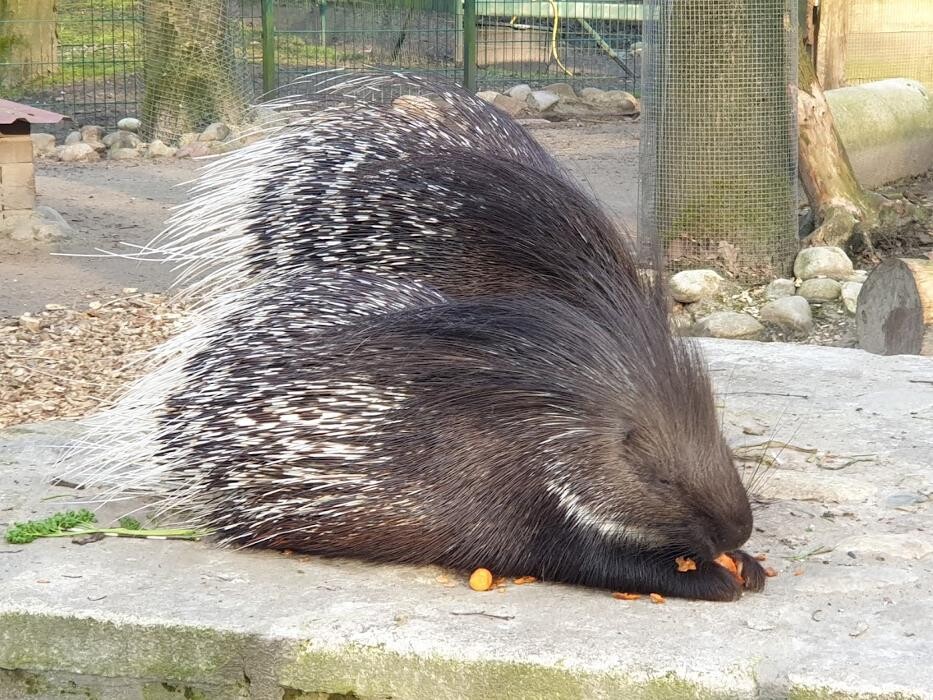 Bilder Birgits Tiergarten GbR