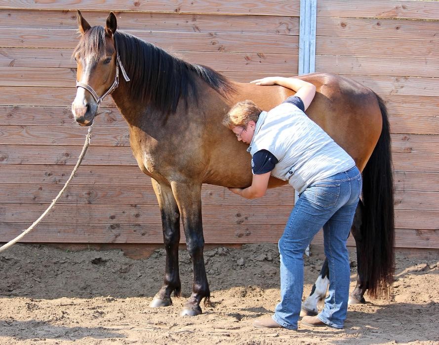 Bilder Tierärztliche Praxis für Pferdeosteopathie Yvonne Oppert