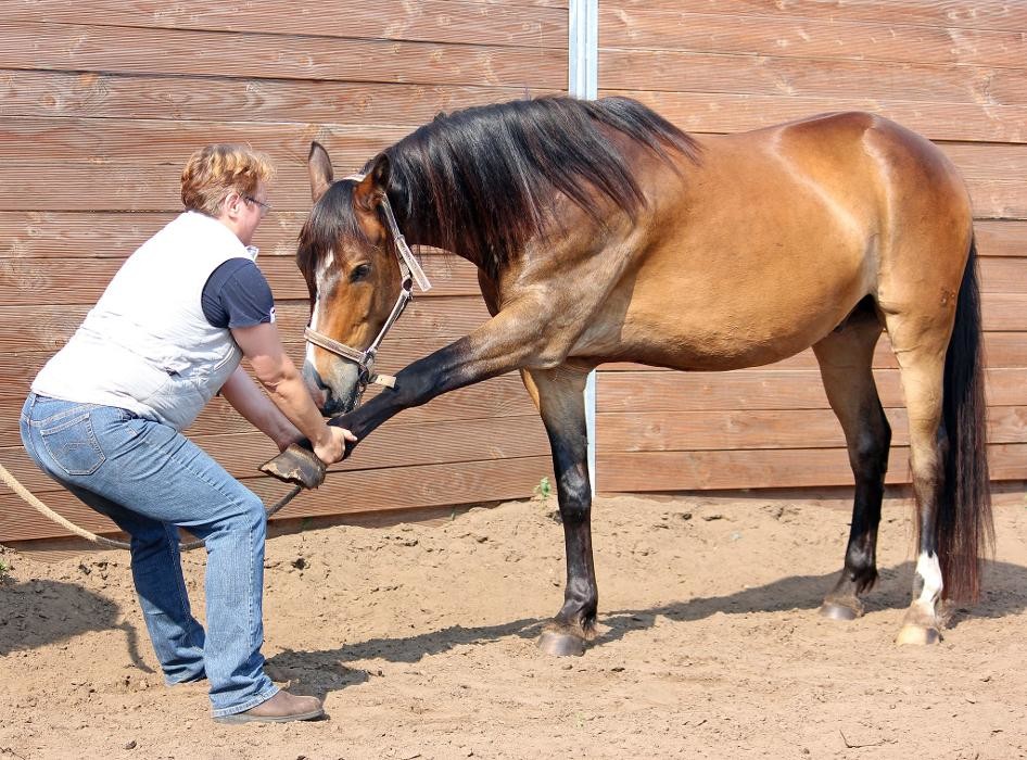 Bilder Tierärztliche Praxis für Pferdeosteopathie Yvonne Oppert