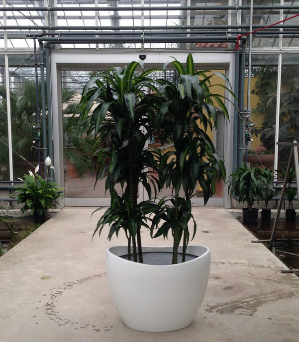 Bilder Müller Hydrokulturen