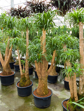 Bilder Müller Hydrokulturen