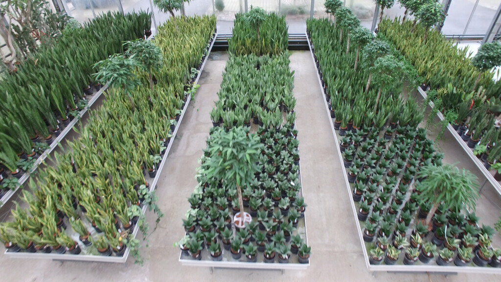 Bilder Müller Hydrokulturen