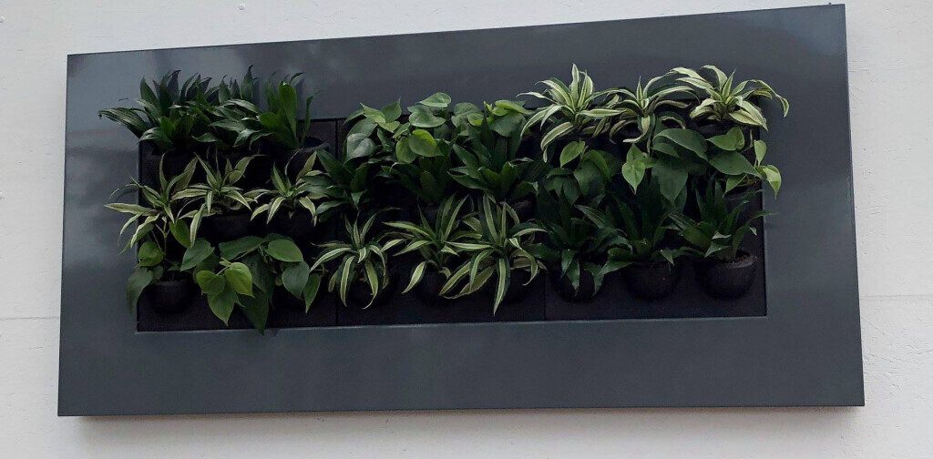 Bilder Müller Hydrokulturen