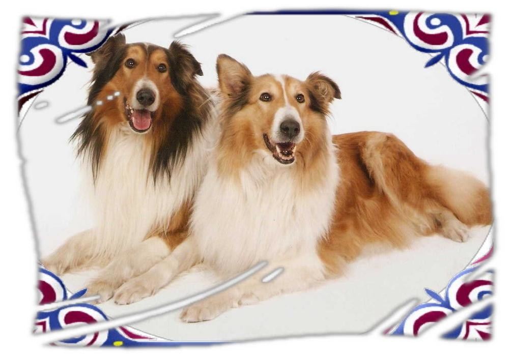 Bilder Collies vom Kaninchenhof