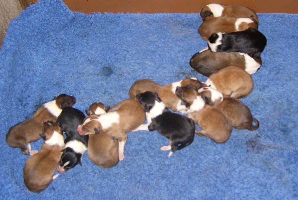 Bilder Collies vom Kaninchenhof