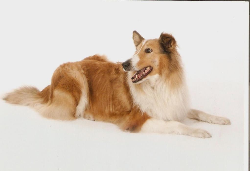 Collies vom Kaninchenhof Logo