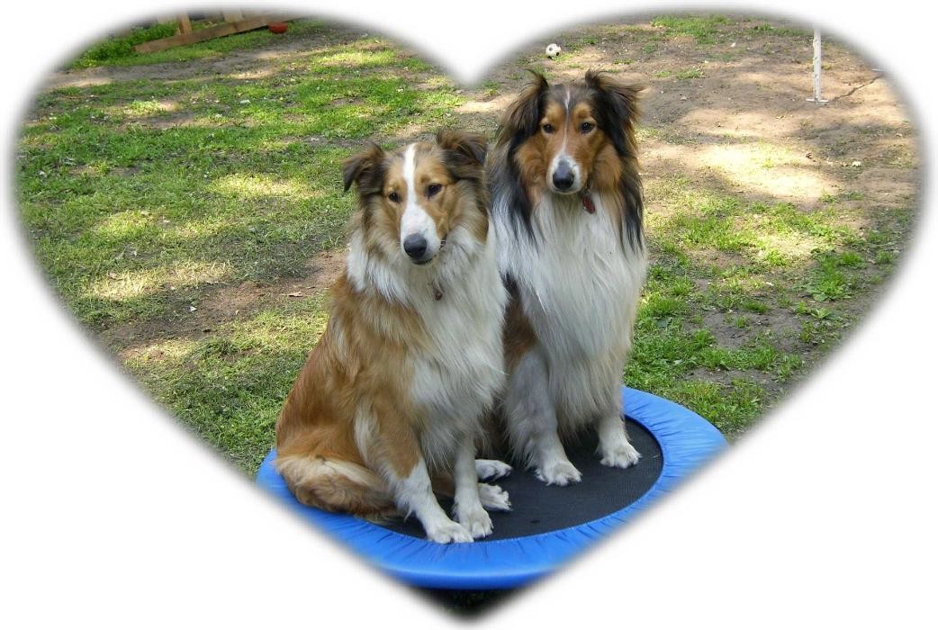 Bilder Collies vom Kaninchenhof