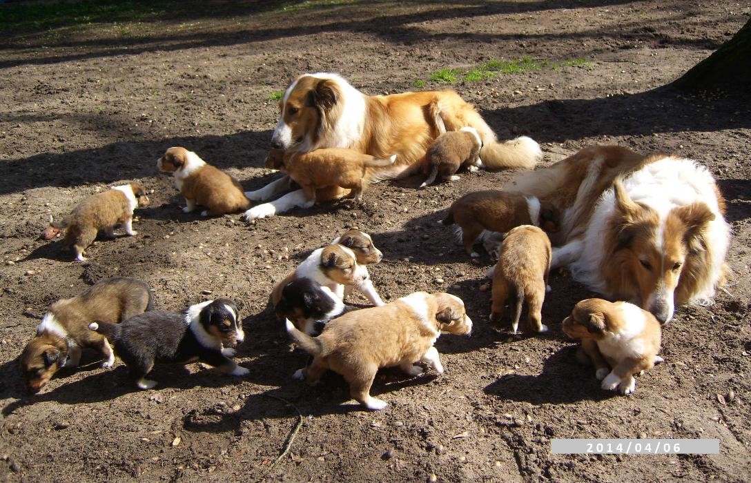 Bilder Collies vom Kaninchenhof