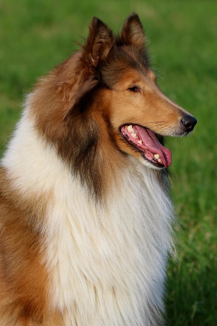 Bilder Collies vom Kaninchenhof
