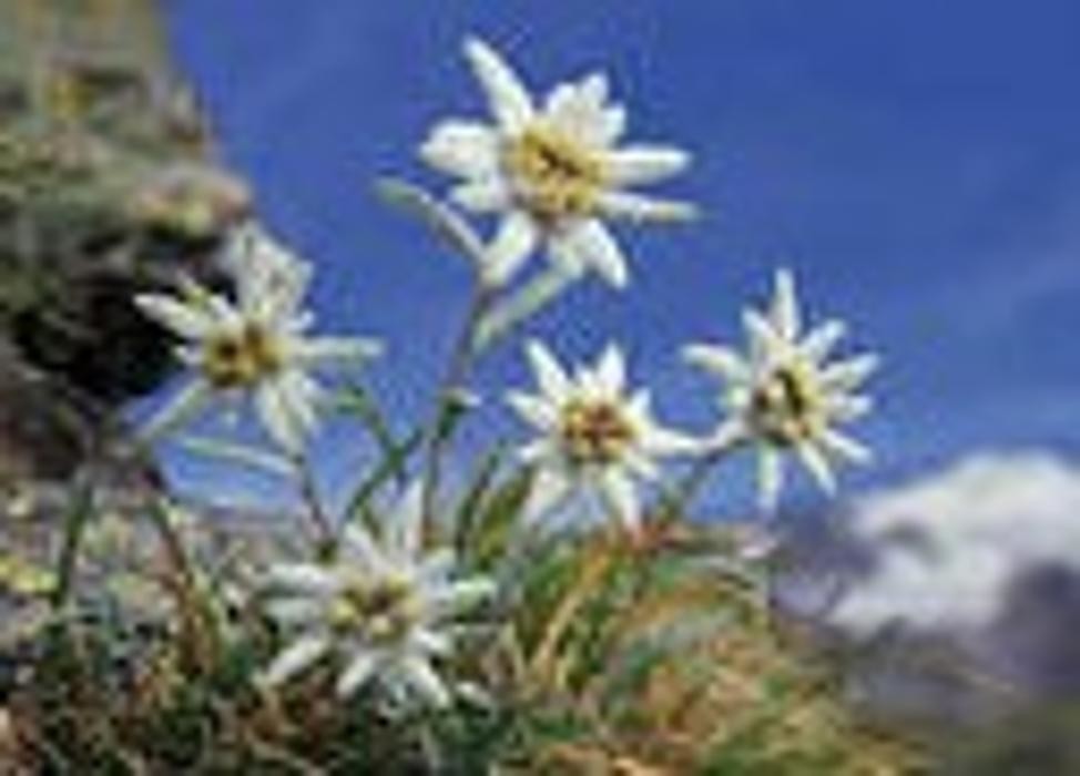 Pflege & Betreuungsdienst Edelweiss Logo