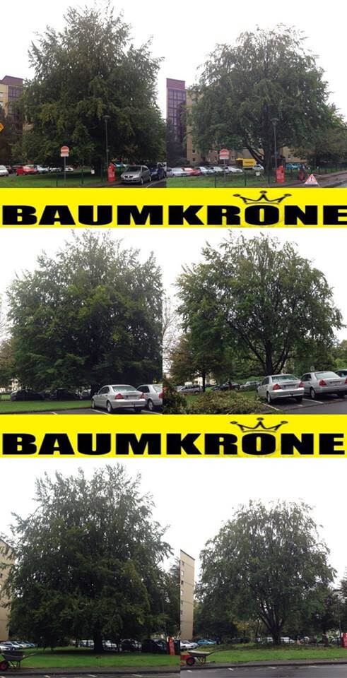 Bilder Baumkrone René Hannak