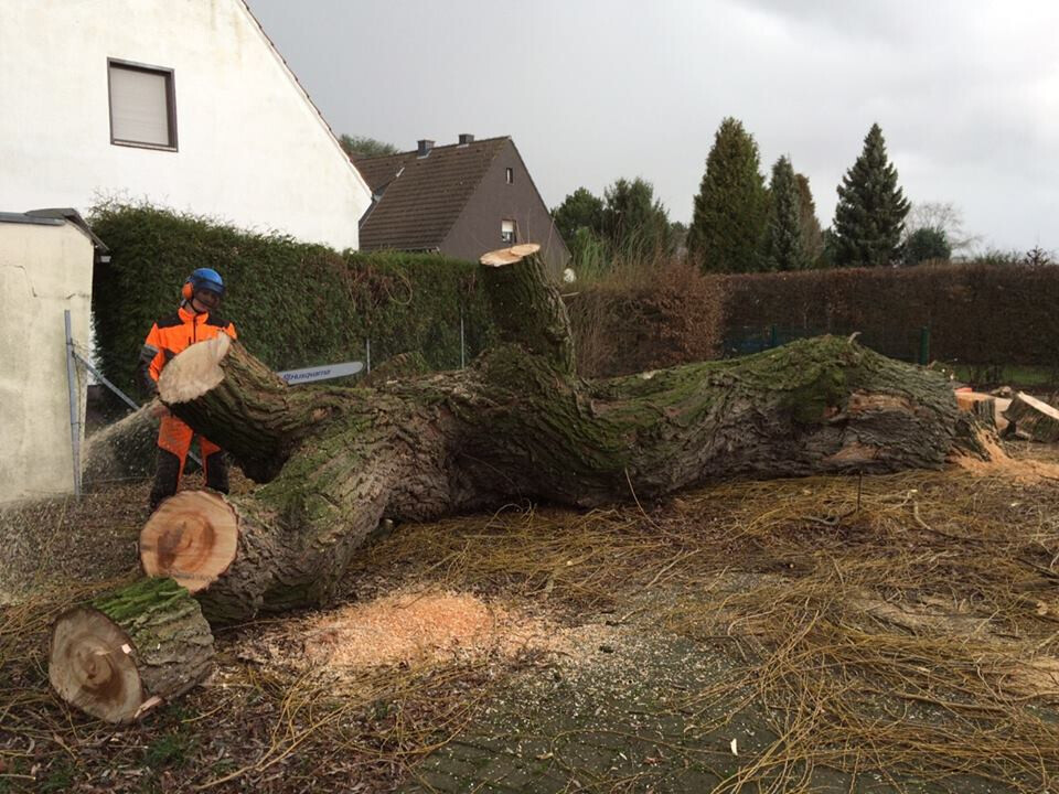 Bilder Baumkrone René Hannak