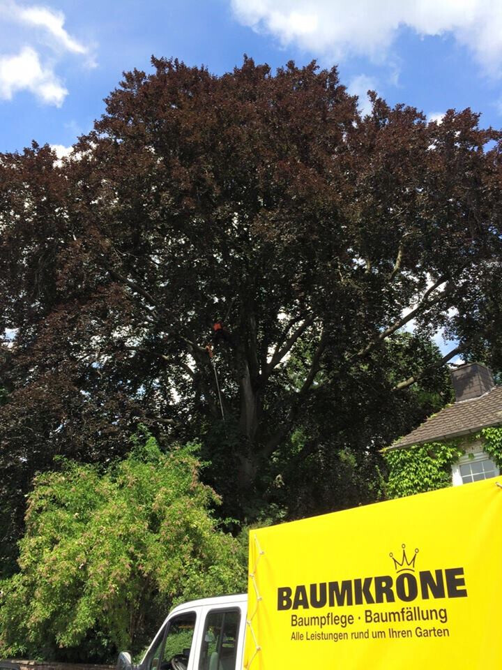 Bilder Baumkrone René Hannak