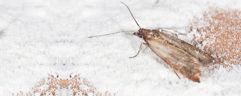 Bilder EntruempelungNRW - zuverlässig. schnell. diskret