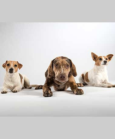 Bilder Tierarztpraxis Axel Beck