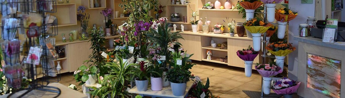 Bilder Blumenhaus Lutz