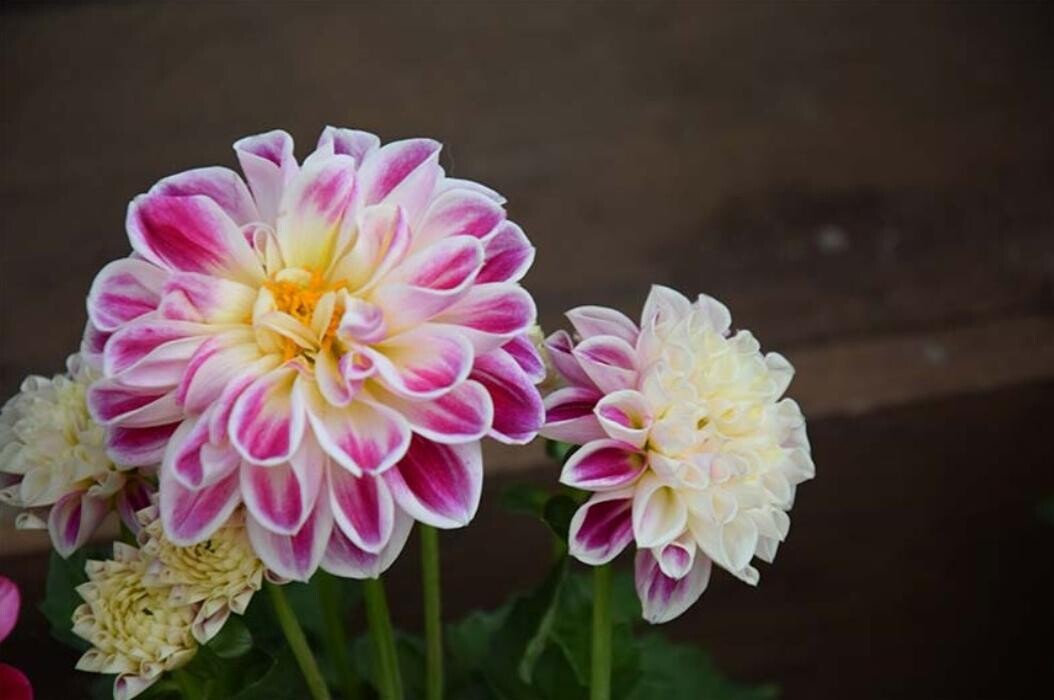 Bilder Blumenhaus Lutz