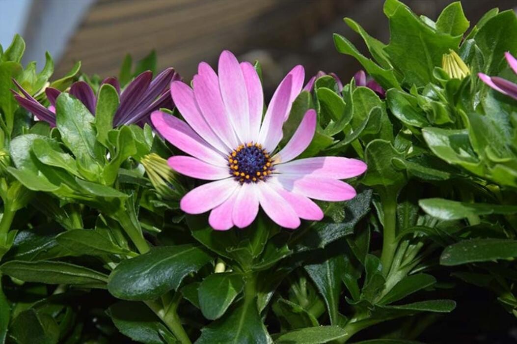 Bilder Blumenhaus Lutz