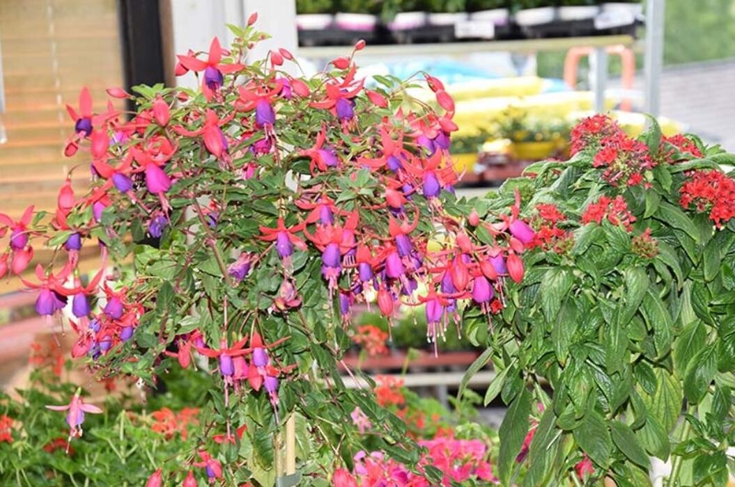 Bilder Blumenhaus Lutz