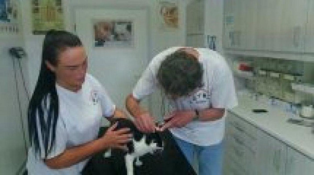 Bilder Tierarztpraxis Dr. Lindemann