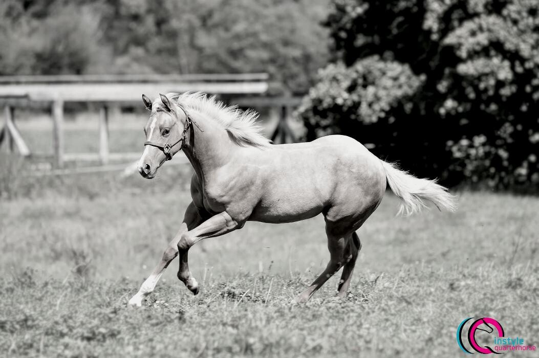 Bilder Instyle Quarterhorse