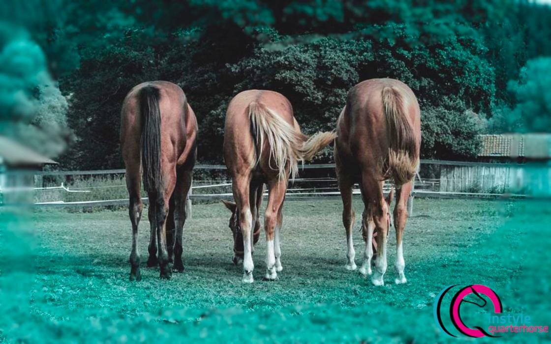 Bilder Instyle Quarterhorse