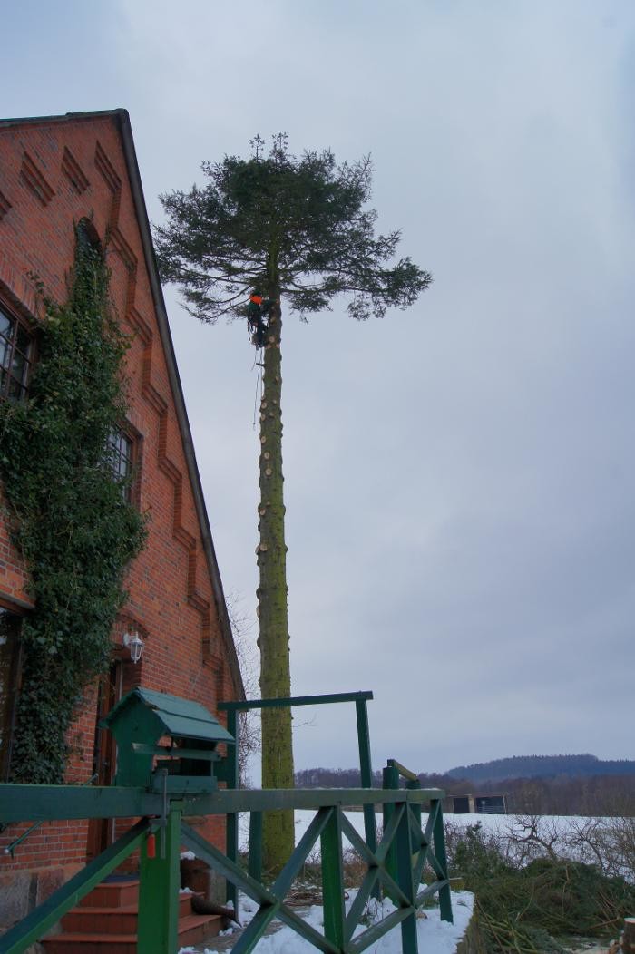 Bilder Baum und Garten Jörg Naggatz