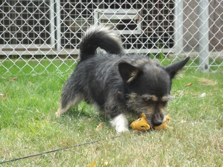 Bilder GLAHU Hunde - und Katzenpension