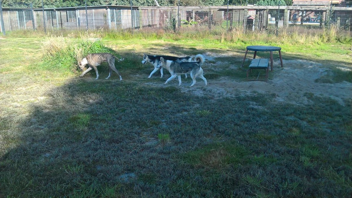 Bilder GLAHU Hunde - und Katzenpension