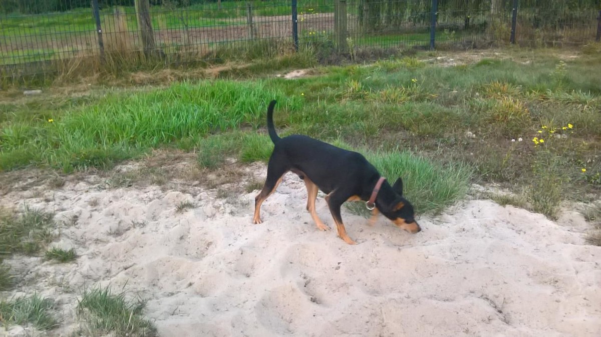 Bilder GLAHU Hunde - und Katzenpension