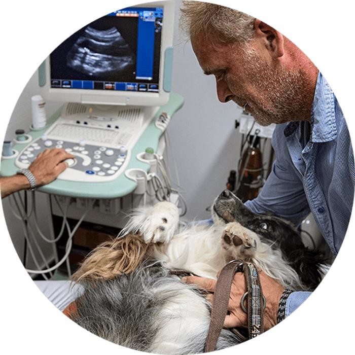 Bilder Tierärztliche Gemeinschaftspraxis Dr. Bert Hülsmann und Dr. Johannes Unland