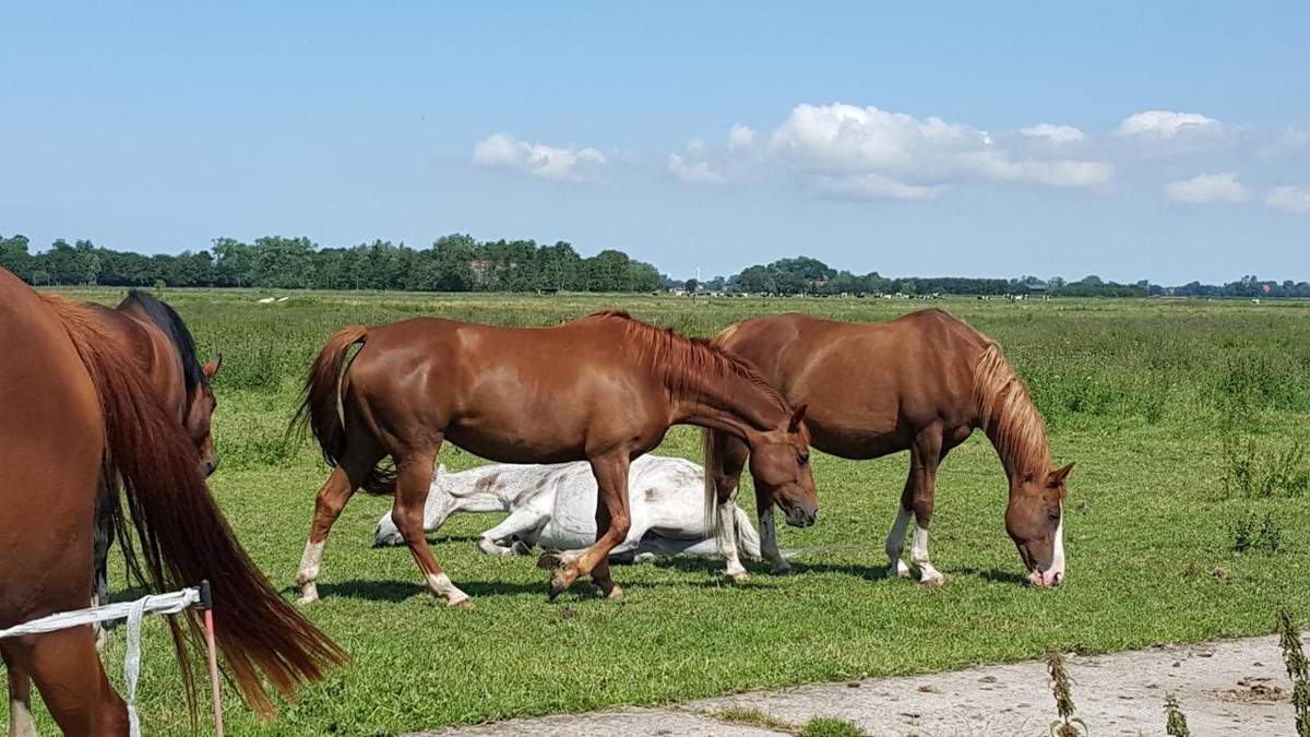 Bilder Anima4animals, Institut für Tierkommunikation