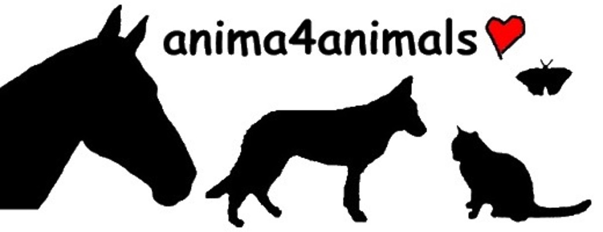 Anima4animals, Institut für Tierkommunikation Logo