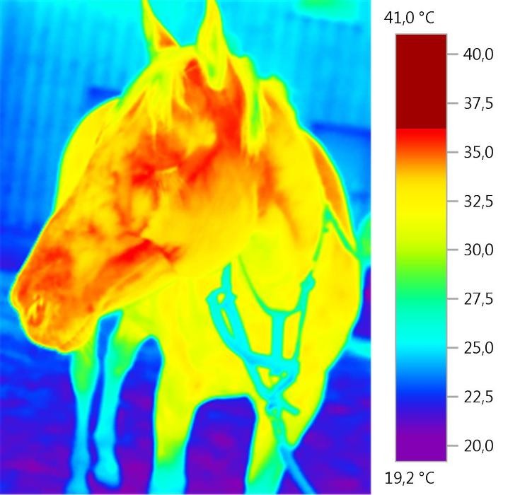 Bilder HK-Thermografie