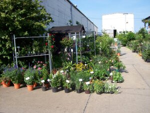 Bilder Gärtnerei & Baumschule Arndt