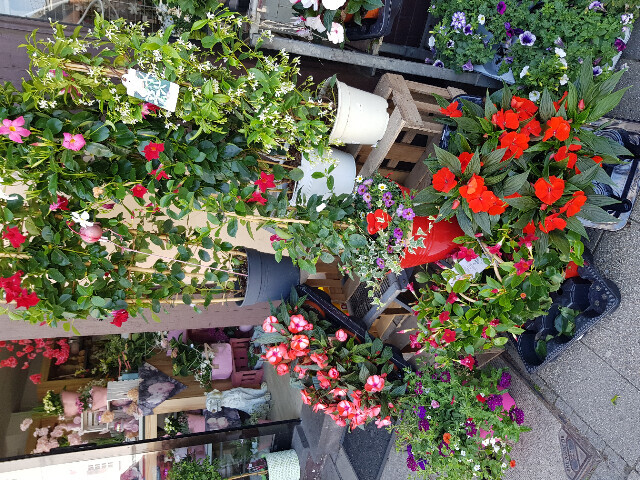 Bilder Gartencenter A-Z Velbert GmbH