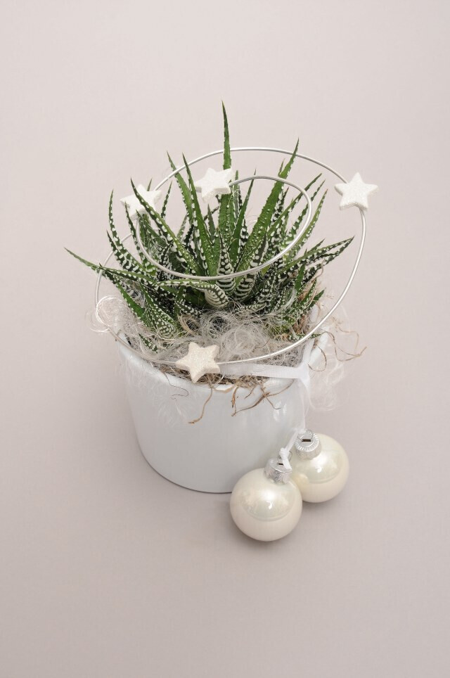 Bilder Gartencenter A-Z Velbert GmbH