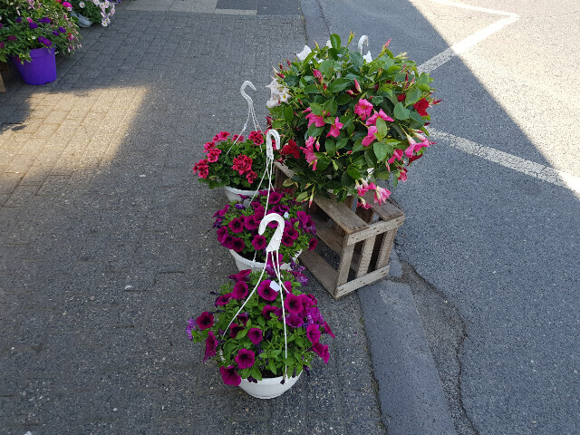 Bilder Gartencenter A-Z Velbert GmbH