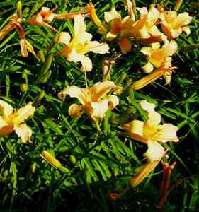 Bilder Staudengarten Daum