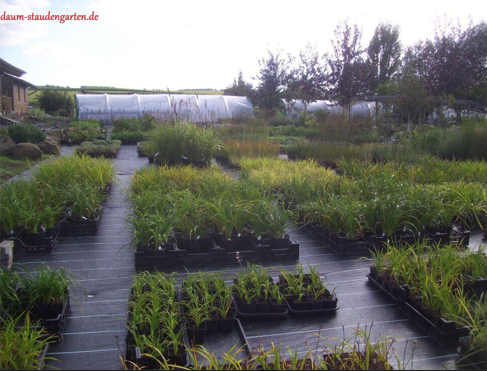 Bilder Staudengarten Daum