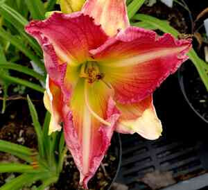 Bilder Staudengarten Daum