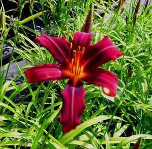 Bilder Staudengarten Daum