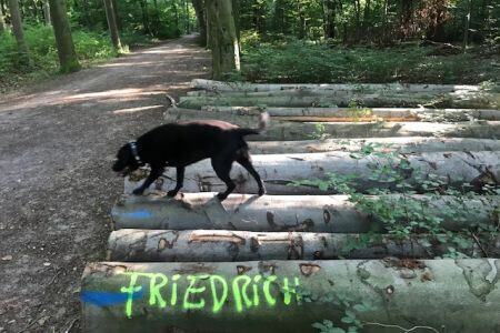 Bilder Brennholz Friedrich