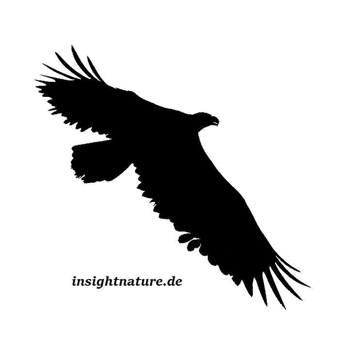 Insight Nature Logo