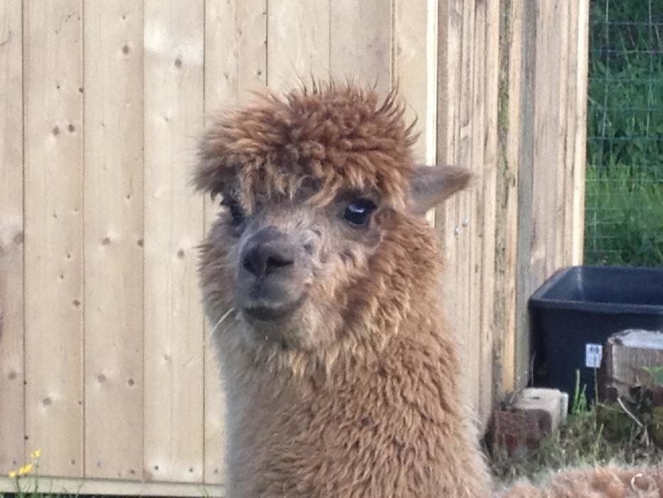 Bilder Die Kleinbrennerei